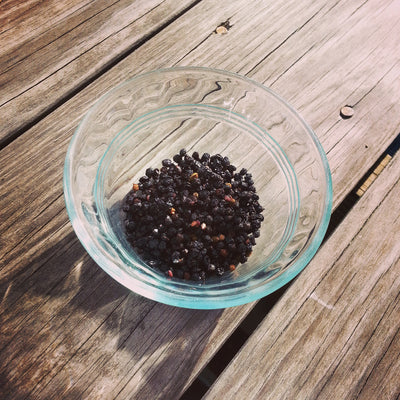 In Stock Certified Organic Bulk Wholesale Whole Dried Elder Berries Sambucus Nigra for DIY Natural homemade cold flu remedy